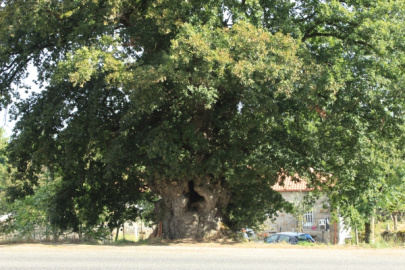 Carballo Grande de Bustelo de Abaixo