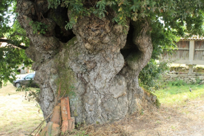 Roble Grande de Bustelo de Abaixo (1)