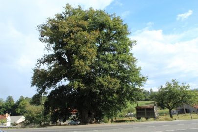 Carballo Grande de Bustelo de Abaixo