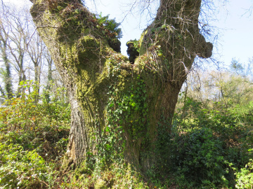 Roble Grande do Mestre (1)