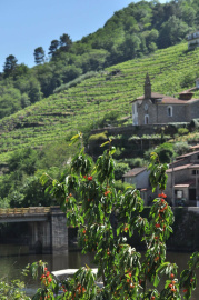 Belesar. Cerezas.JPG