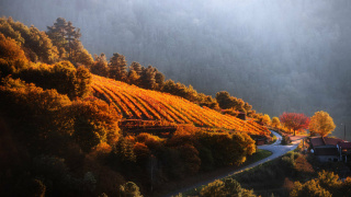 Eventos otoño Ribeira Sacra 2025