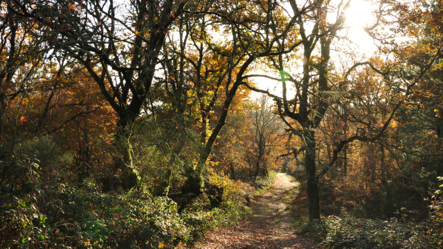 BTT - Circular de Nogueira