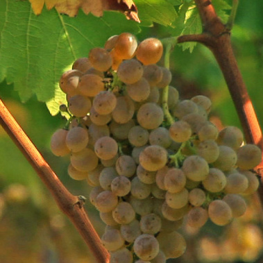 Herkunftsbezeichnung Ribeira Sacra und heroischer Weinbau