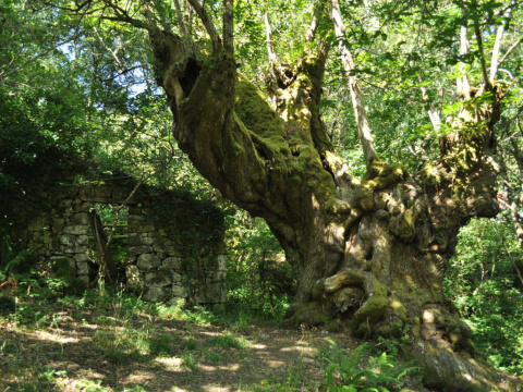 Age-old Chestnut Tree in Entrambosríos
