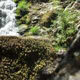 Cascada del Cachón