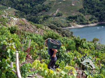 Ribeira Sacra Doade vendimia Arribeirados.png