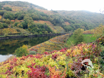 Ribeira Sacra Belesar viñedos otoño Arribeirados.png
